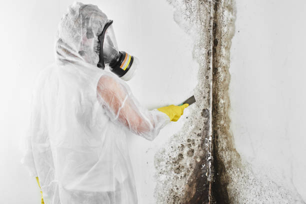 Best Black Mold Removal  in Odenton, MD