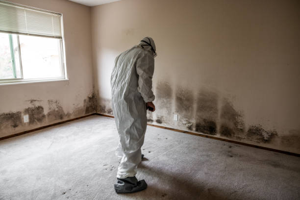 Professional Mold Removal in Odenton, MD