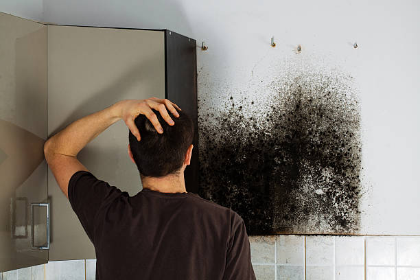 Home Mold Removal in Odenton, MD